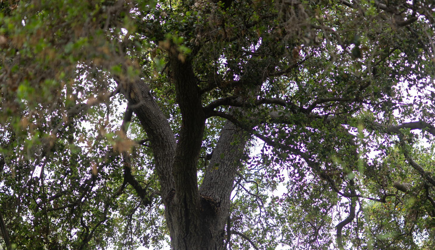 Oak tree